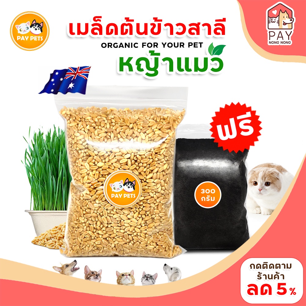 เมล็ดหญ้าแมว เมล็ดหญ้าแมวพร้อมปลูก เมล็ดต้นอ่อนข้าวสาลีเกรดนำเข้า ปลูกง่าย โตไว ปลอดสารเคมี