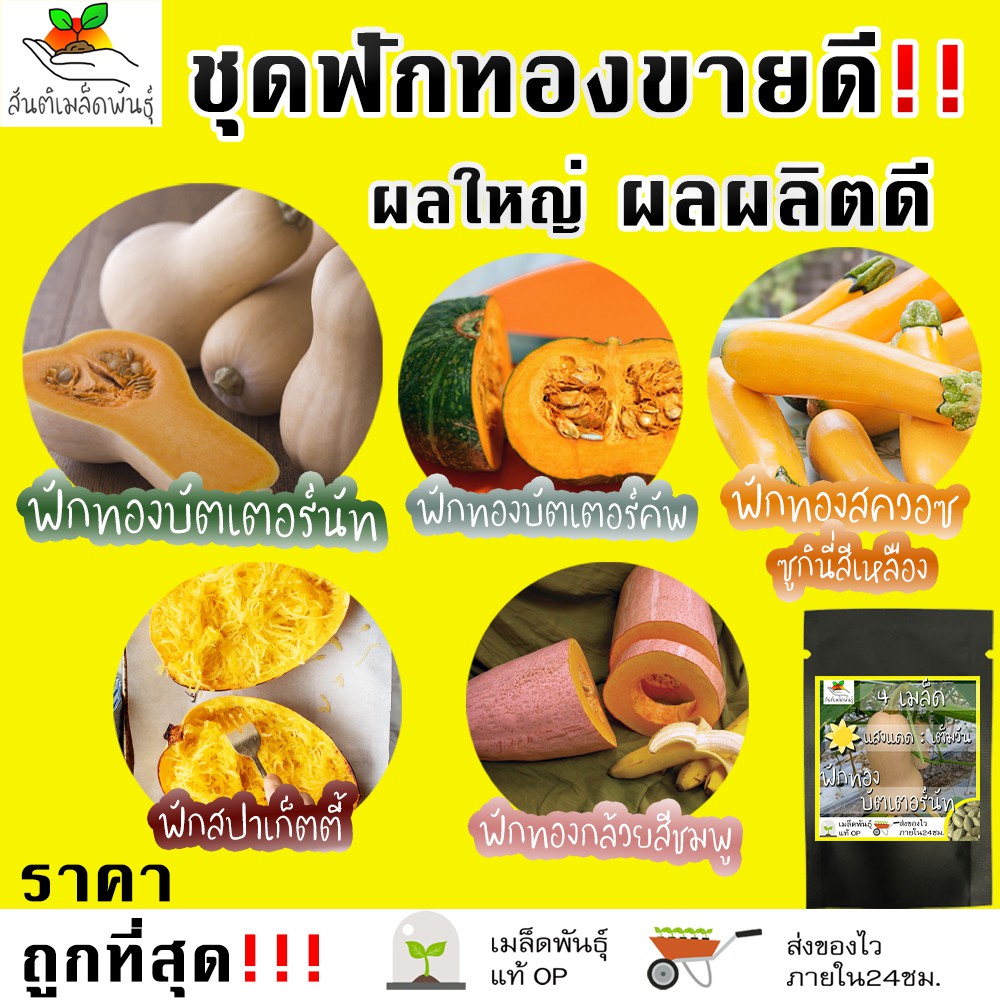 เมล็ดพันธุ์ ชุดฟักทอง ขายดี ผลใหญ่ ผลผลิตดี  ฟักทองบัตเตอร์นัท/ฟักทองบัตเตอร์คัพ/ฟักสปาเก็ตตี้/ซูกินี่สีเหลือง พร้อมส่ง
