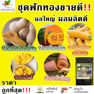 เมล็ดพันธุ์ ชุดฟักทอง ขายดี ผลใหญ่ ผลผลิตดี  ฟักทองบัตเตอร์น…