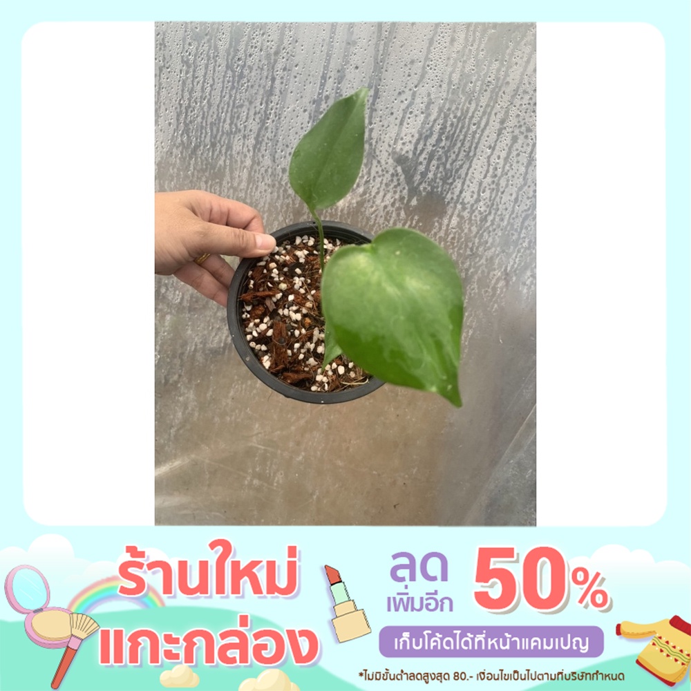 มอนสเตอร่าไจแอนท์ Monstera Giant (ไม้เพาะเมล็ด)  สูง 15 cm