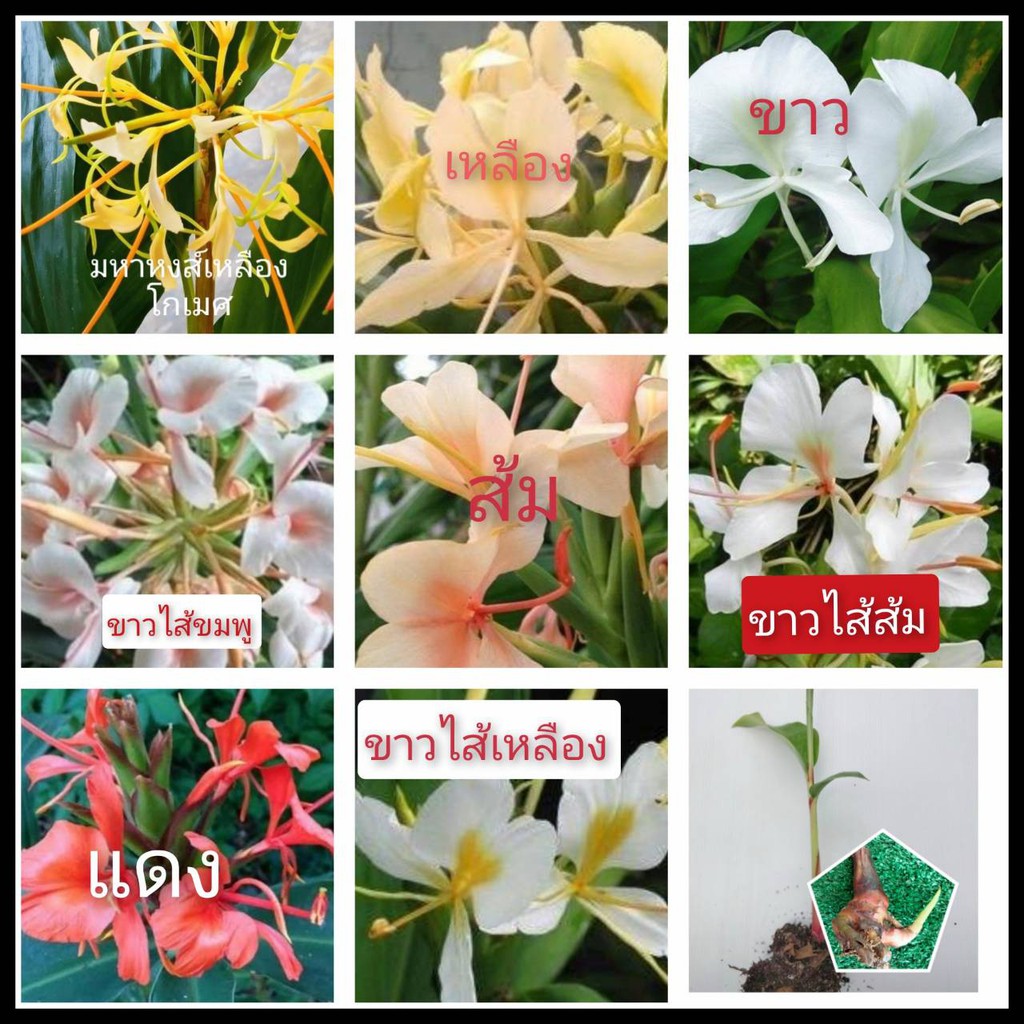 มหาหงส์ 10สี(เหง้า) สะเลเต ไม้มงคล เหง้า หัว ต้น