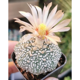 แอสโตรไฟตั้ม วี   เว้าสวยงาม  #แคสตัส castus​ Astrophytum แอสโตร แอสโตร​ไ​ฟตั้​ม กระบองเพชร