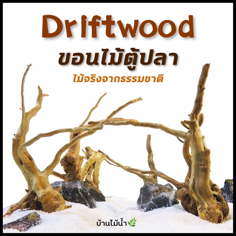 ขอนไม้ กิ่งไม้ รากไม้ ตกแต่งตู้ปลา ตู้ไม้น้ำ เนื้อไม้แท้ ปลอดภัย100％ (1 ออเดอร์สั่งขอนไม้อย่างเดียว) | บ้านไม้น้ำ🌿