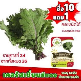 [ซื้อ10แถม1 + ฟรีคู่มือ] เมล็ดพันธุ์ เคลรัสเซี่ยoแดง RED RUSSIAN KALE 2กรัม (ประมาณ 500เมล็ด) ทำมะชาดฟาร์ม ผักสลัด