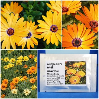 เมล็ดพันธุ์ เดซี่ แอฟริกัน (African Daisy Seed) บรรจุ 100 เมล็ด คุณภาพดี ราคาถูก ของแท้ 100%