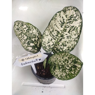 อโกลนีมา มรดกโลก ต้นไม้หายาก พันธุ์แท้ ฟอร์มสวย Aglaonema World of Heritage