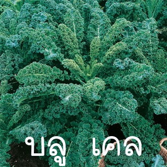 บลู เคล ถูกที่สุด 10 บ. 30 เมล็ด เมล็ดพันธุ์คะน้าใบหยิก บลูเคล อังกฤษ แท้100% งอกง่าย โตไว พุ่มใหญ่ วิตามินสูง