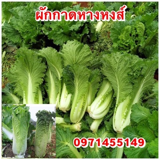 เมล็ดพันธ์ผักกาดหางหงส์