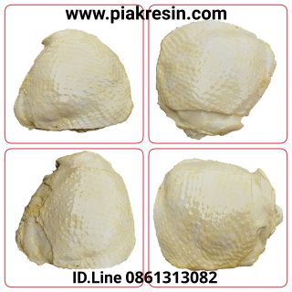 โมเดล ไก่ปลอม สะโพกปลอม ชิ้นละ 120 บาท กว้าง	9 ยาว 9.7 หนา 3.7 cm ไก่ต้มปลอม ไก่เรซิ่น สะโพกเรซิ่น ไก่เทียม โมเดลไก่