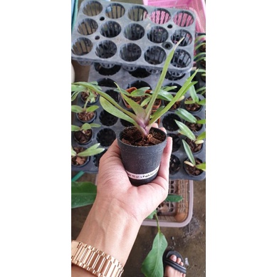 Paph.Sukhold ’52-11’xPaph.Spicerianum’MJ751′ ราคา ถูกที่สุด ดีลบีเคเค แกลเลอรีภาพที่ 2