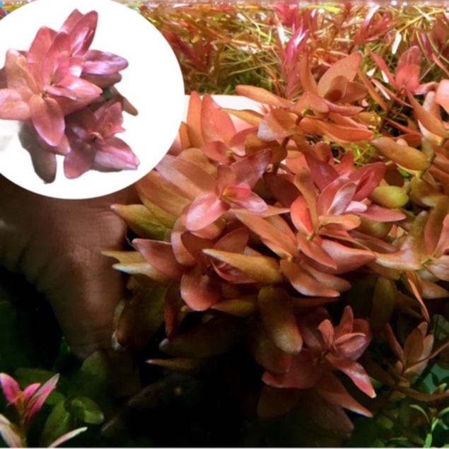 Bacopa Colorata (บาโคป้าแดง) ใบน้ำ กิ่งละ 50 ต้นไม้น้ำ ต้นไม้ในตู้ปลา พืชปลูกในน้ำ