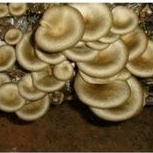 ก้อนเชื้อเห็ดลมหรือเห็ดกะด้างเห็ดบดพร้อมเปิดก้อน35.บาท