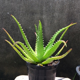 ว่านหางจระเข้แดง Aloe dorotheae