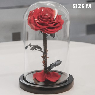 Preserved Rose (Size M) กุหลาบในโหลแก้ว (สูง 23 cm) ดอกกุหลาบอมตะ ดอกกุหลาบ ของขวัญวันวาเลนไทน์ ของขวัญให้แฟน