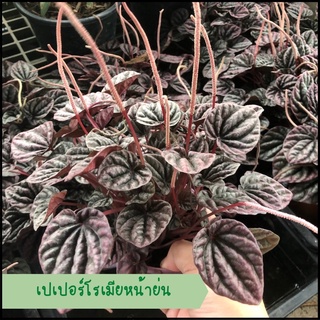 เปเปอร์โรเมียหน้าย่น สีแดง อมม่วง (Pepperomia Caperata Red Luna) ไม้ฟอกอากาศ ไม้ประดับ