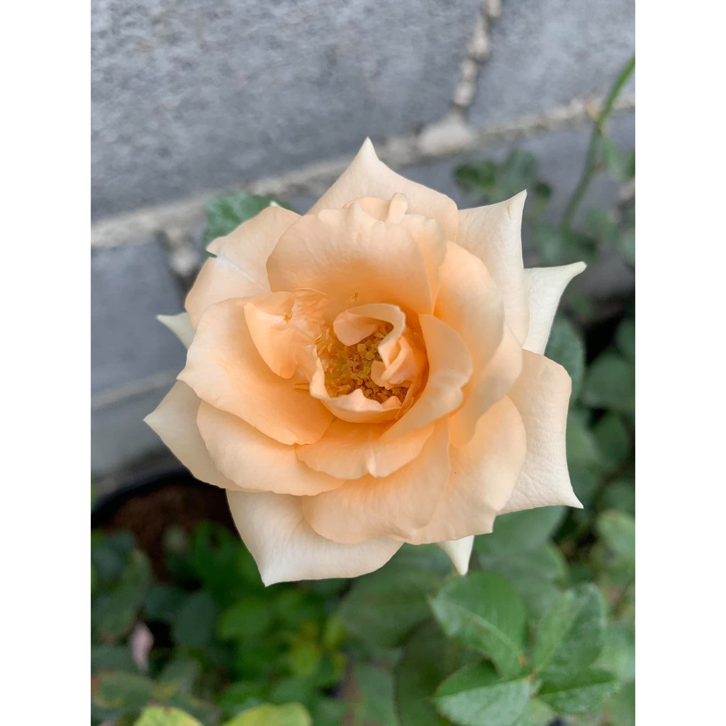 กาบมะพร้าวสับเล็ก 1 ถุง 500กรัม - รูปที่ 3