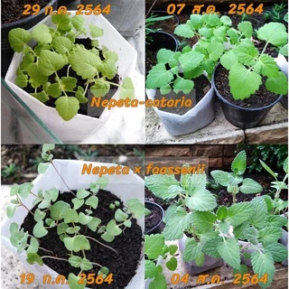 เมล็ดแคทนิป 3,000+เมล็ด Catnip สายพันธุ์OP****ศึกษาวิธีเพาะในรายละเอียดสินค้า****