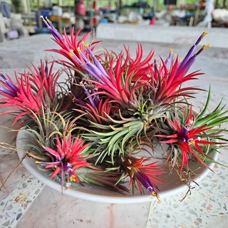 ไอโอนันทา ฟูโก้ Ionantha fuego *แดงๆ* ชุด 10 กอ #รากอากาศ #airplant tillandsia