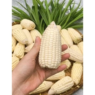 💥พร้อมส่ง💥 เมล็ดข้าวโพดแคระ เมล็ดพันธุ์ข้าวโพดข้าวเหนียวแคระ