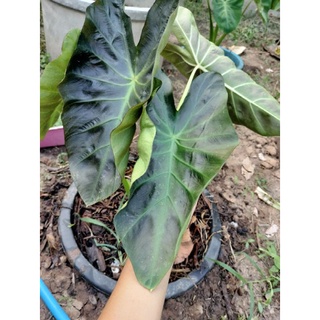 Colocasia Aloha อโลฮา ต้นตั้งแม่และต้นปานกลาง