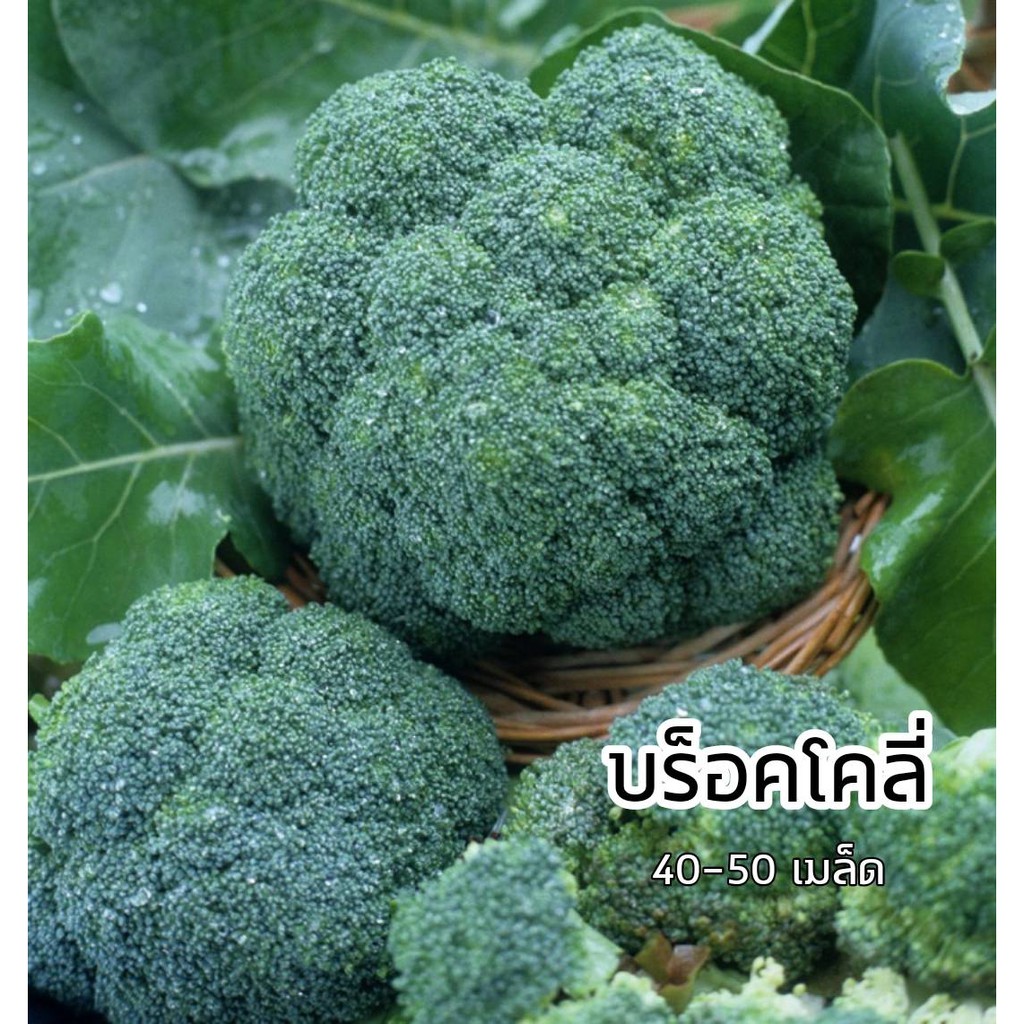 เมล็ดพันธุ์วบล็อคโคลี่ 40-50 เมล็ด 19บาท