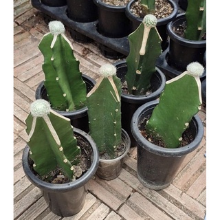 เลนต้าไม้กราฟ mam lenta cactus🌵🌸🌺