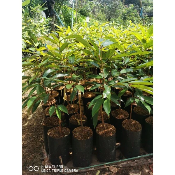🌳ต้นทุเรียนหมอนทองจันทบุรีกิ่งกะโดง(เสียบยอด)ถุงเบอร์9🌳