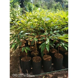 🌳​ต้นทุเรียนหมอนทองจันทบุรีกิ่งกะโดง(เสียบยอด)​ถุงเบอร์9🌳