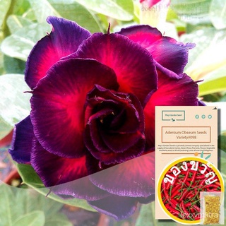 Multi Petals Black Purple Desert Rose Seeds,Adenium Obesum Seeds – Variety#098男装/帽子/花园/文胸/生菜/seeds/园艺/儿童/鲜花/内裤/ B5ID