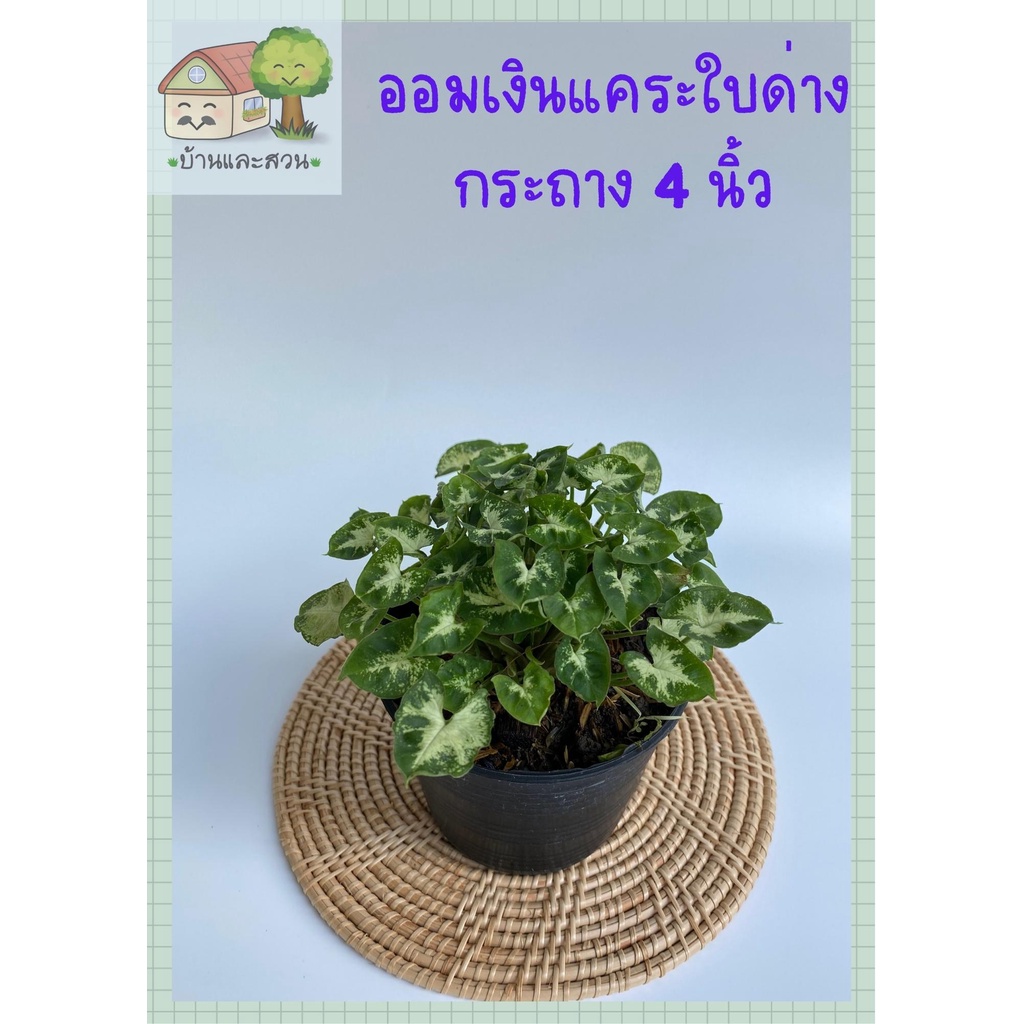 ออมเงินแคระใบด่าง ในกระถางสีดำขนาด 4 นิ้ว แพ๊คต้นไม้จัดส่งทั้งกระถาง