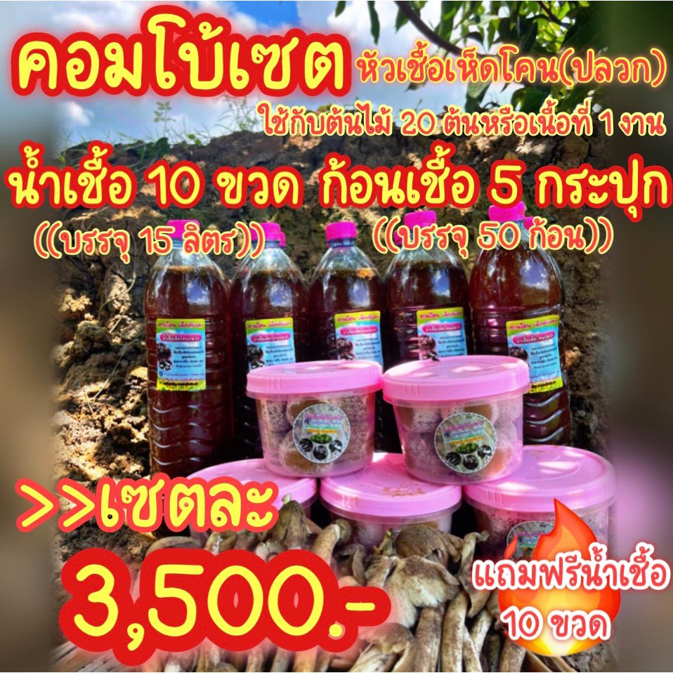 เชื้อเห็ดโคน ชนิดน้ำเชื้อ 10ขวดบรร 15ลิตร ก้อนเชื้อ 5กระปุก บรรจุ 30ก้อน แถมฟรีน้ำเชื้อ 5ขวด เชื้อเห็ดป่าสวนคุณน้ำหวาน