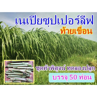 พันธุ์หญ้าเนเปียซุปเปอร์ลีพ (ท้ายเขื่อน) 50 ท่อน