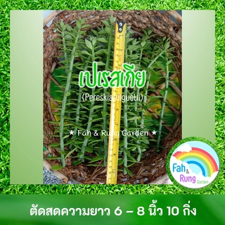 🌵ตอเปเรสเกีย ตอกราฟ กราฟเมล็ดแคดตัส (ตัดสด 10 กิ่ง)