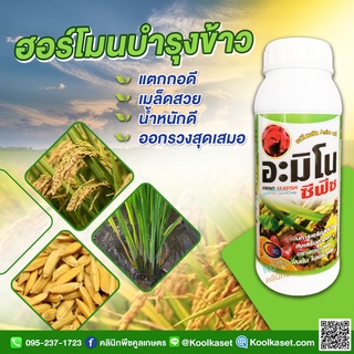 อะมิโน 1 ลิตร เพิ่มการผสมเกสร ขั้วเหนียว ติดผลดก ลดการหลุดร่วง ป้องกันผลแตก ขยายขนาดผล ข้าวเต็มเมล็ด คูลเกษตร KK335