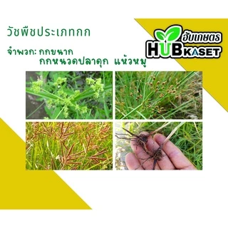 จาร์วิส 1ลิตร (โคลมาโซน+โพรพานิล) ใช้หลังวัชพืชงอก คุมวัชพืชในนาหว่านน้ำตม ทั้งใบแคบ ใบกว้างและกก