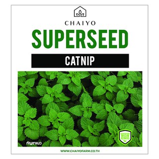 เมล็ดพันธุ์กัญชาแมว ชัยโย 450 เมล็ด CATNIP 450 SEEDS