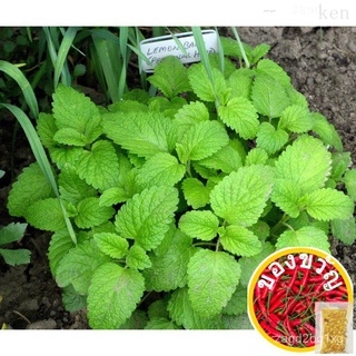 73.Lemon Balm Seeds 40pcs Free Postal Mail in SGสร้อยข้อมือ/ผักกาดหอม/เมล็ด/บ้านและสวน/พาสต้า/กางเกง/เมล็ด/มะละกอ/สวน/กุ