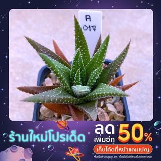 H_reinwardetii tenuis ม้าทราย A017