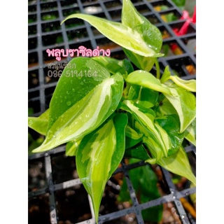 ต้นพลูบราซิลด่างสามสี #ไม้ฟอกอากาศ