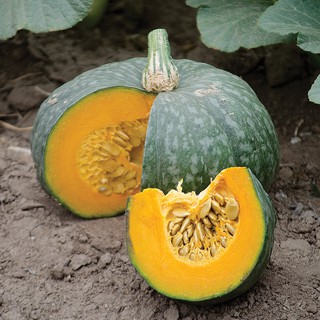 เมล็ด ฟักทองญี่ปุ่น เกอิชา - Geisha F1 Kabocha Squash