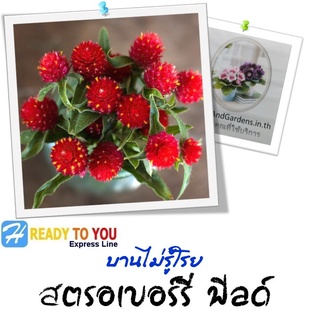 บานไม่รู้โรย (Gomphrena) สตรอเบอร์รี่ ฟิลด์  25 เมล็ด (จาก Ball Horticultural Company)