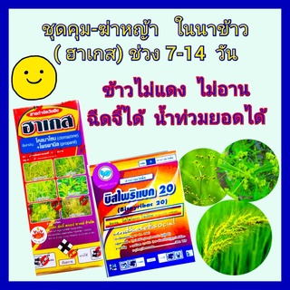 ชุด คุมฆ่าหญ้าในนาข้าว กำจัดหญ้า ฆ่าหญ้าในนาข้าว ฮาเกส ขนาด 1 ลิตร + บิสไพริแบค 100 กรัม กำจัดหญ้าในนาข้าว ข้าว 7-14 วัน