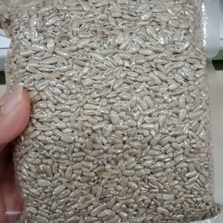 เมล็ดทานตะวัน เมล็ดทานตะวันดิบ 1 kg (Sunflower seed)