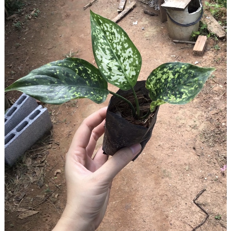 เพชรน้ำหนึ่ง วงศ์ของไม้อโกลนีมา Aglaonema sp. พร้อมส่ง