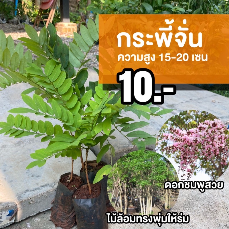 ต้นกระพี้จั้น (จำนวน 1 ต้น) สูง20-30 เซนติเมตร#กระพี้จั่น #ไม้ล้อม ฟอร์มสวยให้ร่วมเงา ปลูกไกล้บ้านได้