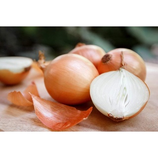 100 เมล็ด เมล็ดหอมหัวใหญ่ สายพันธุ์ หอมใหญ่ Petra F1  Onion seeds