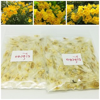 ซื้อ 1 ชุดแถม 1 ชุด เมล็ดทองอุไร Yellow elder ไม้มงคลเสริมโชคลาภ ไม้ดอกไม้ประดับ เมล็ดพันธุ์พืช 50 เมล็ดแถม 50 เมล็ด