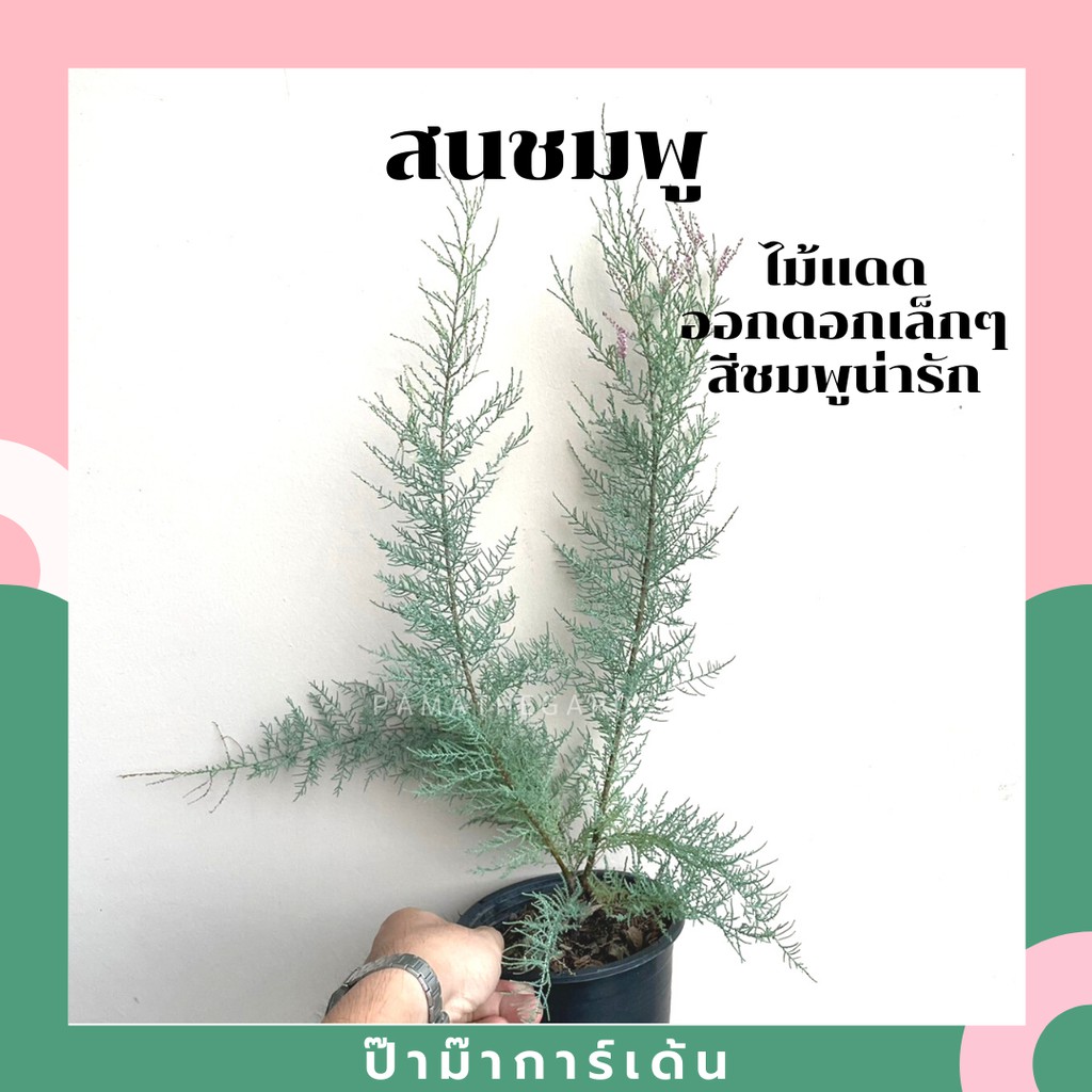 มุมมอง 2