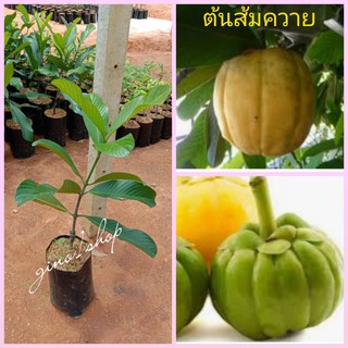 ต้นส้มควายขนาดต้นสูง40-60ซม.(1ต้น)