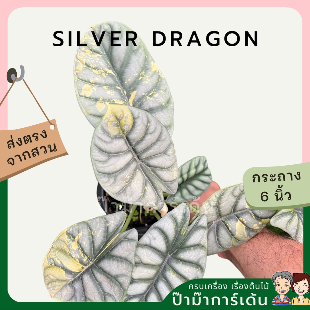 Alocasia variegated Alocasia Silver Dragon Black Velvet Dragon Scale ต้นอโลคาเซียด่าง